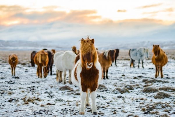 best time to visit iceland january